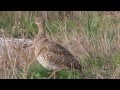 Little Bustard (Tetrax tetrax) Χαμωτίδα - Cyprus