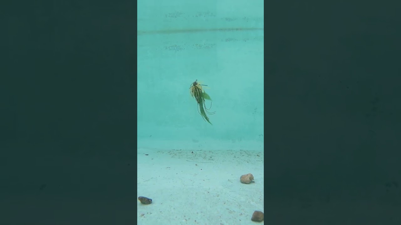 梵頭監修『大麻型釣具getty』販売開始！/水中動画/スモラバ編