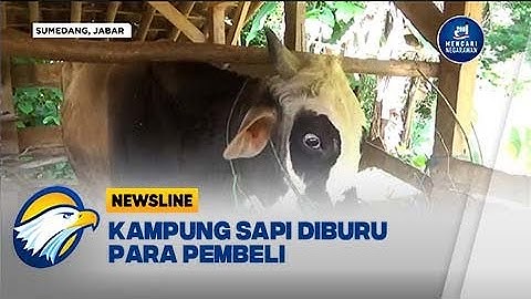 Jelang Idul Adha, Kampung Sapi Diburu Pembeli