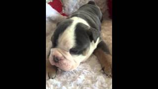 Memphis - 3 Weeks Old