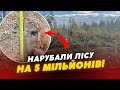 МАСОВІ ПОРУБКИ! хто позбиткувався у волинському лісі на 5 МІЛЬЙОНІВ?