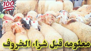 خروف العيد واسرار خطيرة قبل الشراء