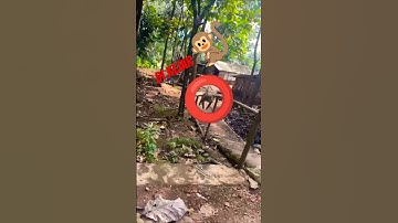di kejar monyet 🐒 saat berangkat kerja