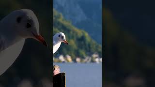 Christed-Psalm 5 of David (reggae version) #gospel #psalms #reggae #praysing #christianity