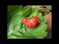 The Garden Classroom : 52 kids gardening activities The Garden Classroom : 52 kids gardening activities