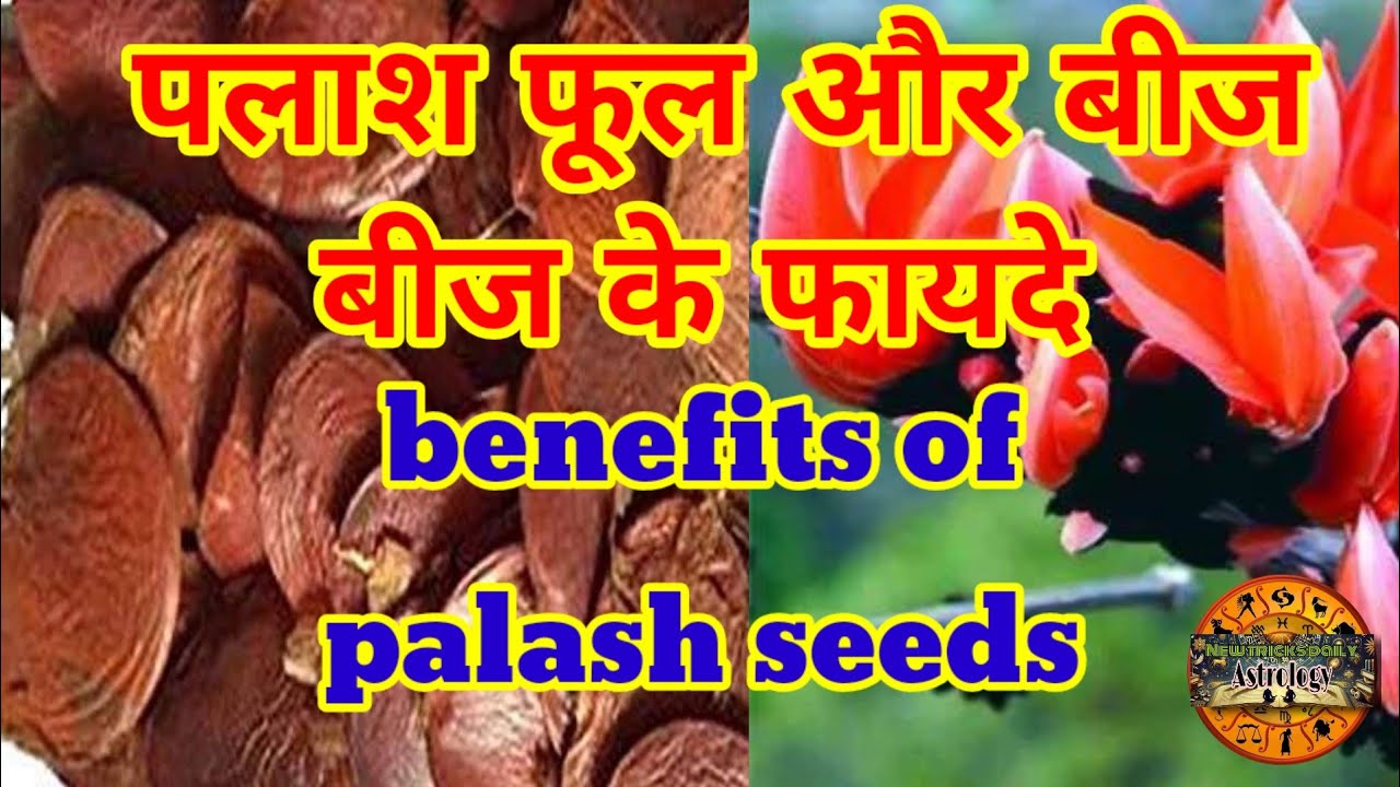 पलाश के फूलों के फायदे/benefits of palash flowers/पलाश के बीज के फायदे/benefits of palash seeds ?