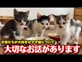 子猫たちのママについてご報告がございます