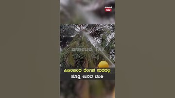 Coconut Tree Catches Fire After Lightning Strikes : ಸಿಡಿಲು ಬಡಿದು ಹೊತ್ತಿ ಉರಿದ ಮರ |Koppal |  #SHORTS