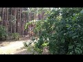 Сказочный сосновый лес в Херсонской области