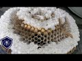 Bald Faced Hornet Nest in Shed