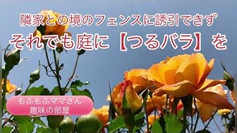 クリスティアーナ Youtube