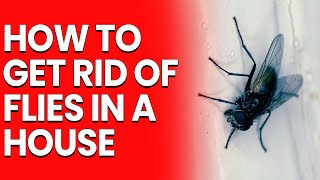 How to Get Rid of Flies in a House: No More Buzzing!