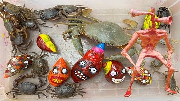 Kem Ốc Chanel ra đồng bắt cua, ốc sên, cóc, cua khổng lồ cắp cá, ốc mượn hồn tiêu diệt quỷ đầu loa.