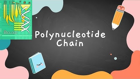 Structure of Polynucleotide Chain / Class 12 /