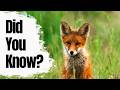 Surprising Facts About Red Foxes 🦊