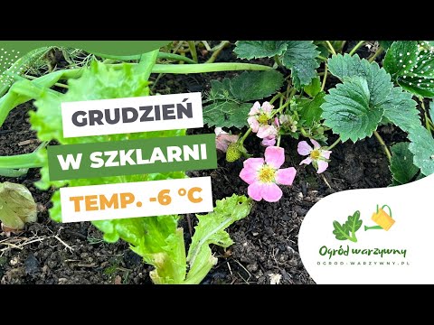 Szklarnia w zimie | Uprawa warzyw w grudniu w szklarni