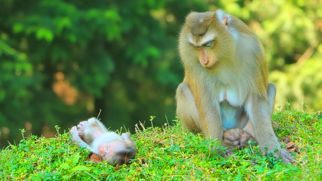 What happened to Baby Rina & Rose? They are sleeps peacefully on the ground