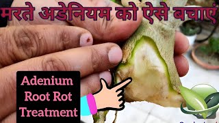 Adenium प्लांट को मरने से कैसे बचाएं, How to save dying adenium plant, Adenium root rot treatment