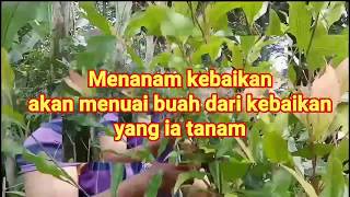 Menanam kebaikan akan menuai buah dari kebaikan