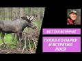 Неожиданная встреча! Дикий лось на тропинке в парке.