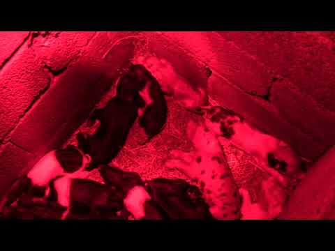 დაიბადნენ გოჭები....11 ცალი...8 დედალი 3 მამალი...