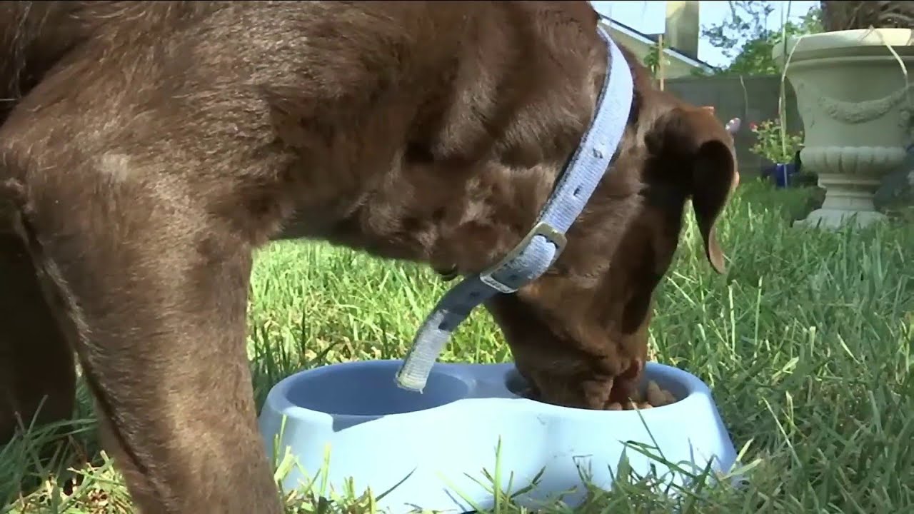 Dog food recall expanded to more brands - YouTube