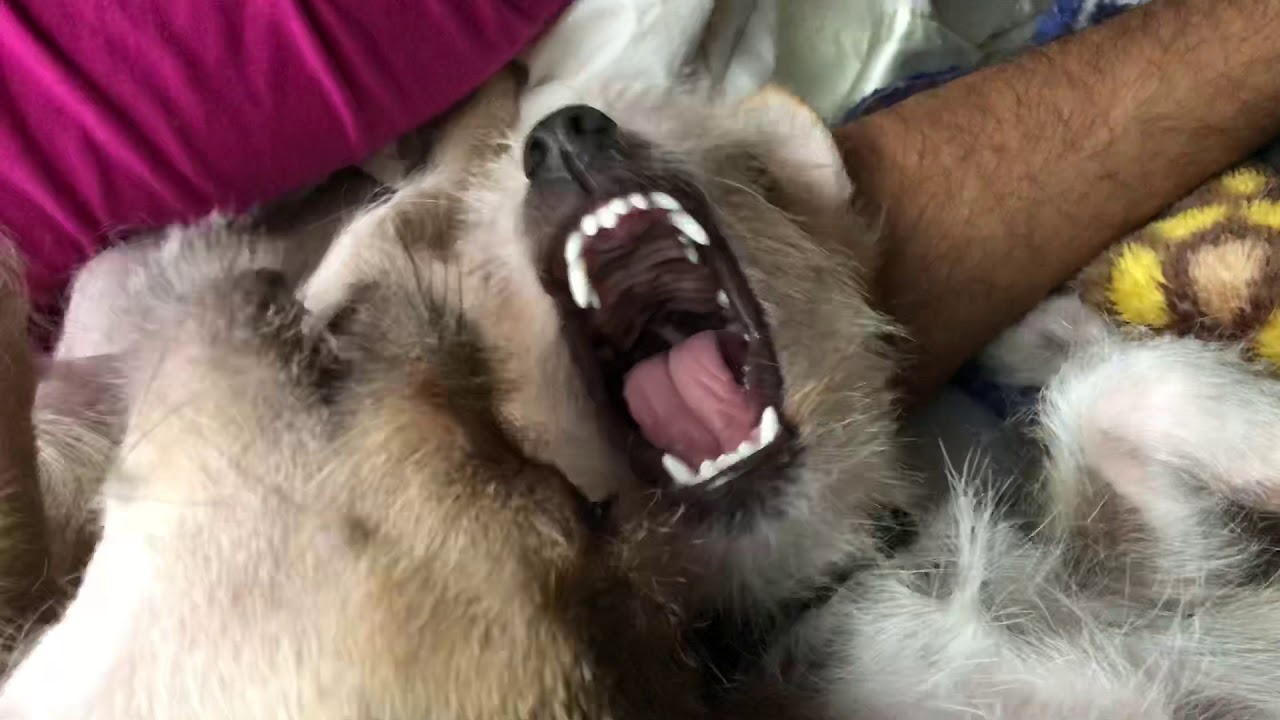 Dog fight to the death YouTube