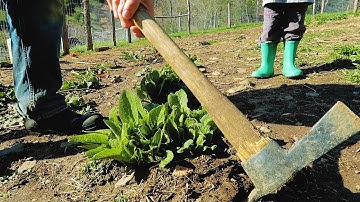 Planting 500 Root Cuttings From SIX Comfrey Plants!