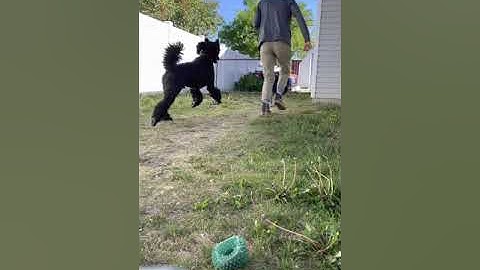 KPA 10 part chain (1) Kaylee Walton w/ Louie