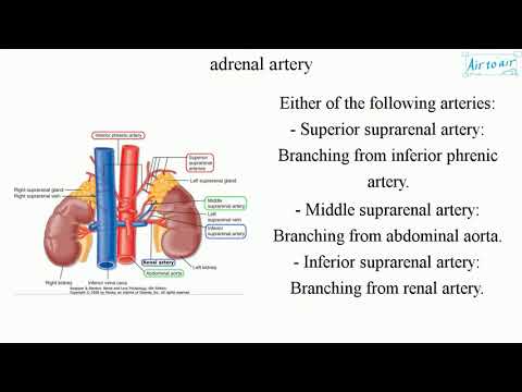 Video: Hvad er suprarenale arterier?