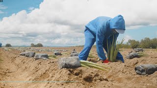 The Power of Costa Rican Aloe