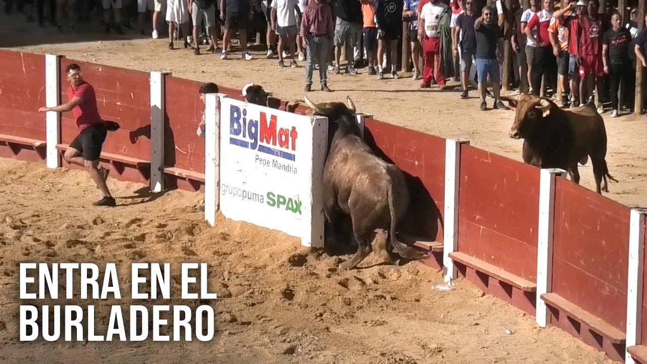 Peñafiel 2024 El Toro Se Mete En El Burladero