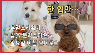 강아지들과 함께한 주말, 유튜브 초보의 기록