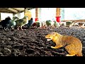 mongoose attack on my hen||broiler farm||maa narayani poultry farm