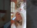 パパとみーちゃんの日常　#子猫#保護猫#猫のいる暮らし