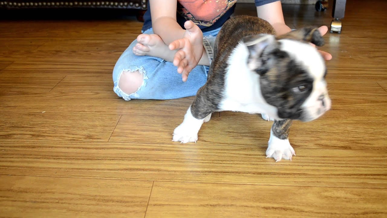 Free Lance Bulldog Puppy Max Youtube