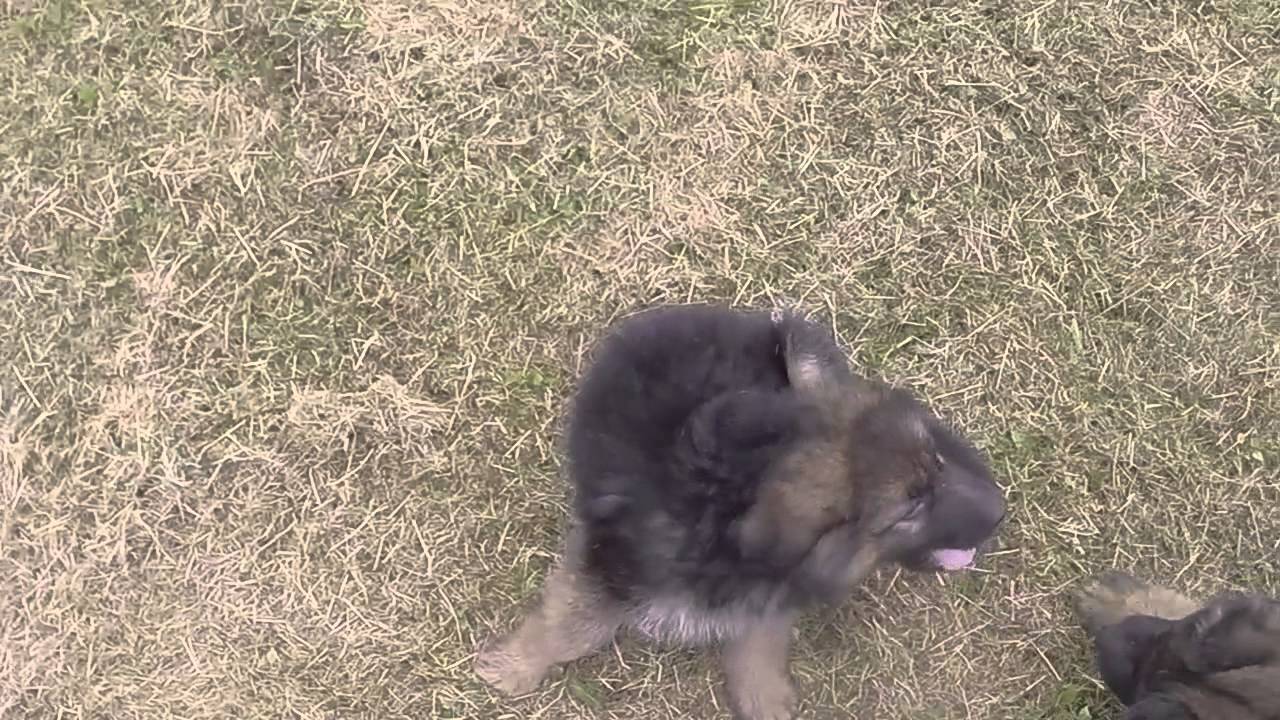 lebenshunger german shepherds