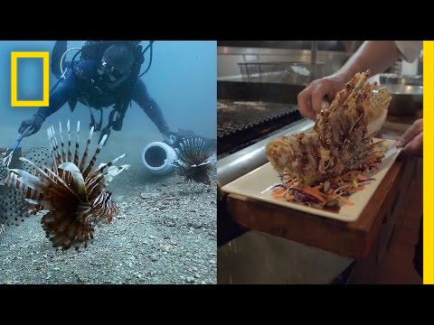 How Eating Venomous Lionfish Helps the Environment | National Geographic