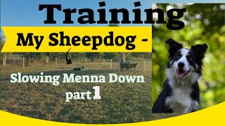 Training My Sheepdog - Slowing Menna down 1st training session