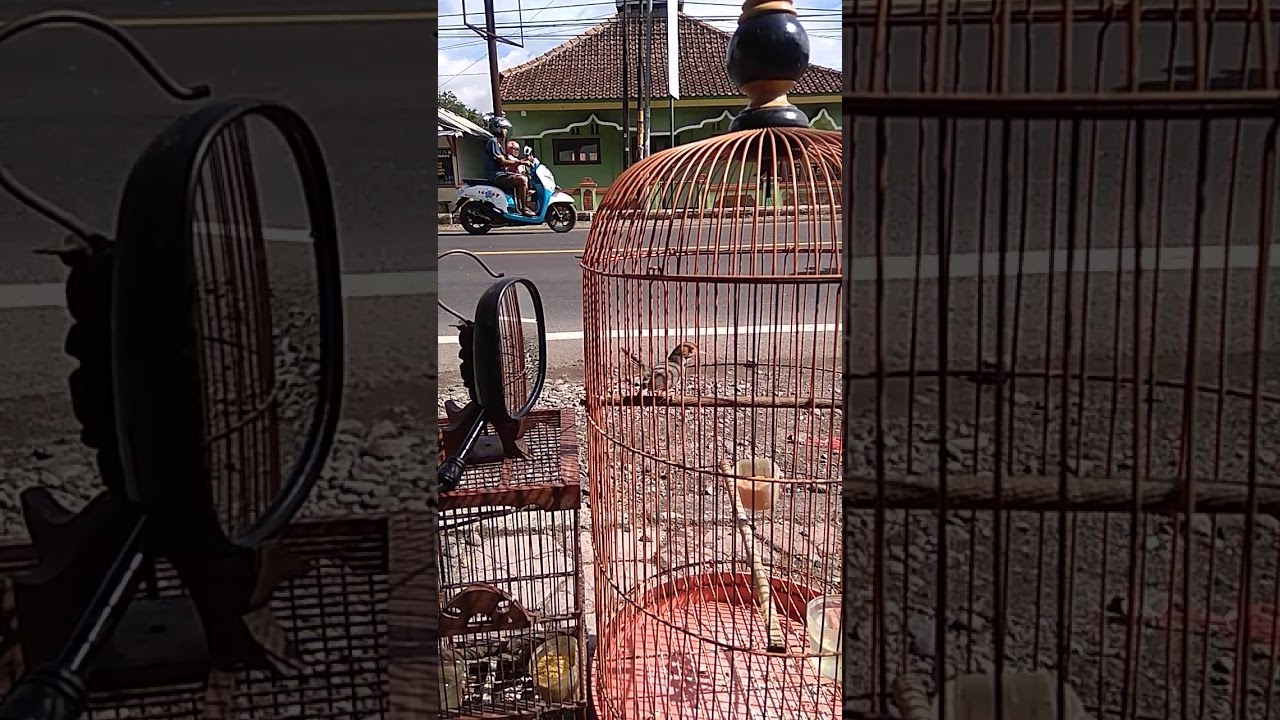 Burung Prenjak kepala merah ku 