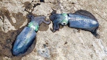 How To Rigging Squids - Fishing Bait - DIY - Fishing Tips - Cách Móc Mồi Mực