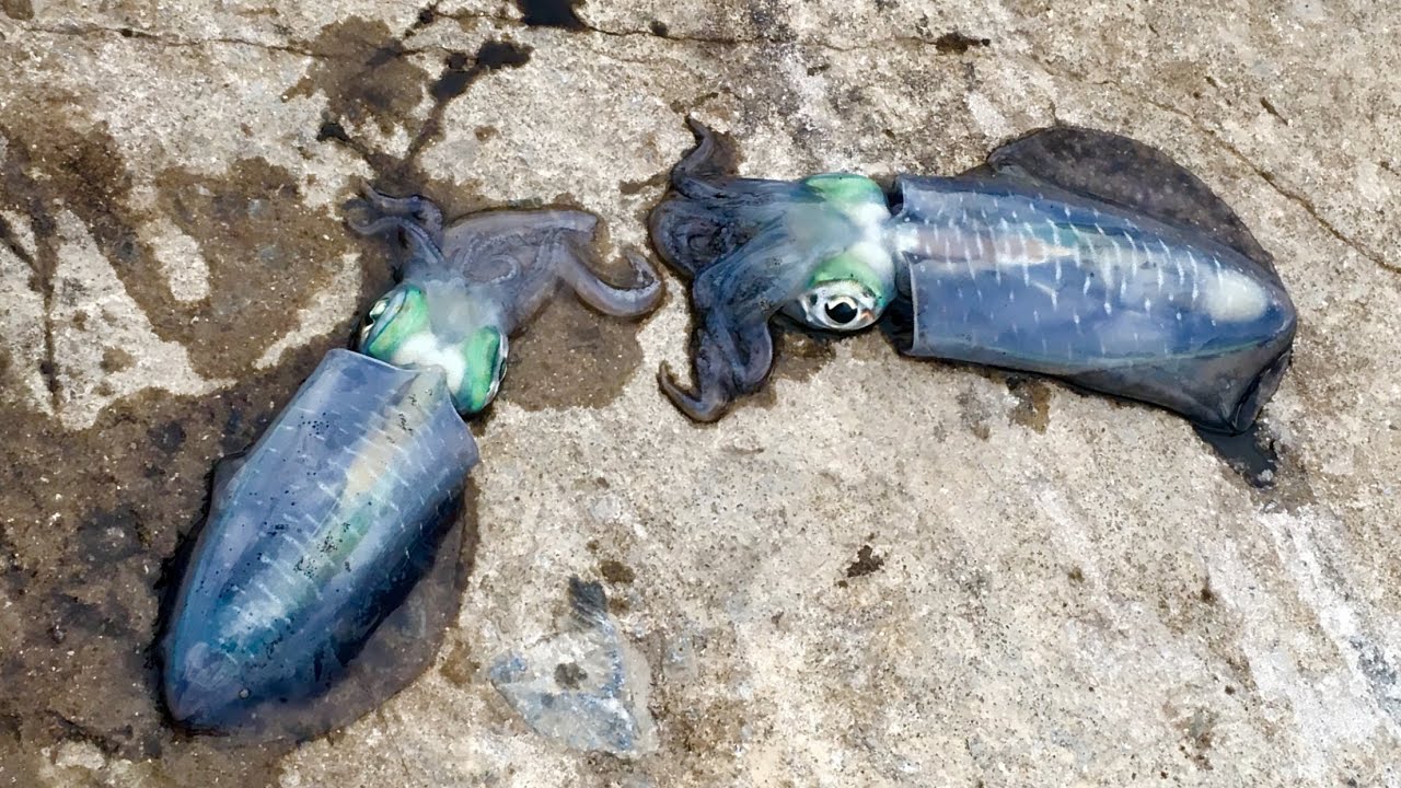 How To Rigging Squids Fishing Bait DIY Fishing Tips Cách Móc