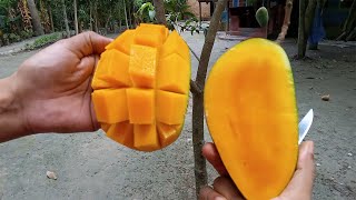 Fazli Mango ।ফজলি আম।