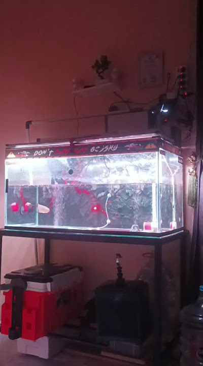 Keindahan Jenis Ikan Arowana Super Red #arwana #arowanalovers
