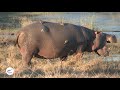 Birds Helping Hippo by Removing Ticks