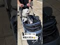#shorts  初めてのバギーに満面の笑みな犬w【マルチーズ】