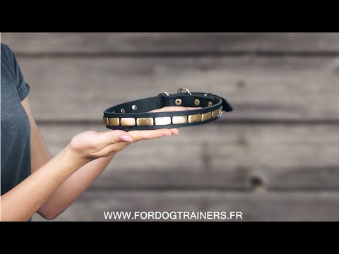 Collier chien luxe