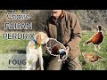 Chasse faisans et perdrix au chien darrt 