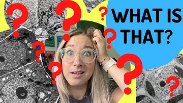 MICROGRAPHS | The secret to identifying organelles