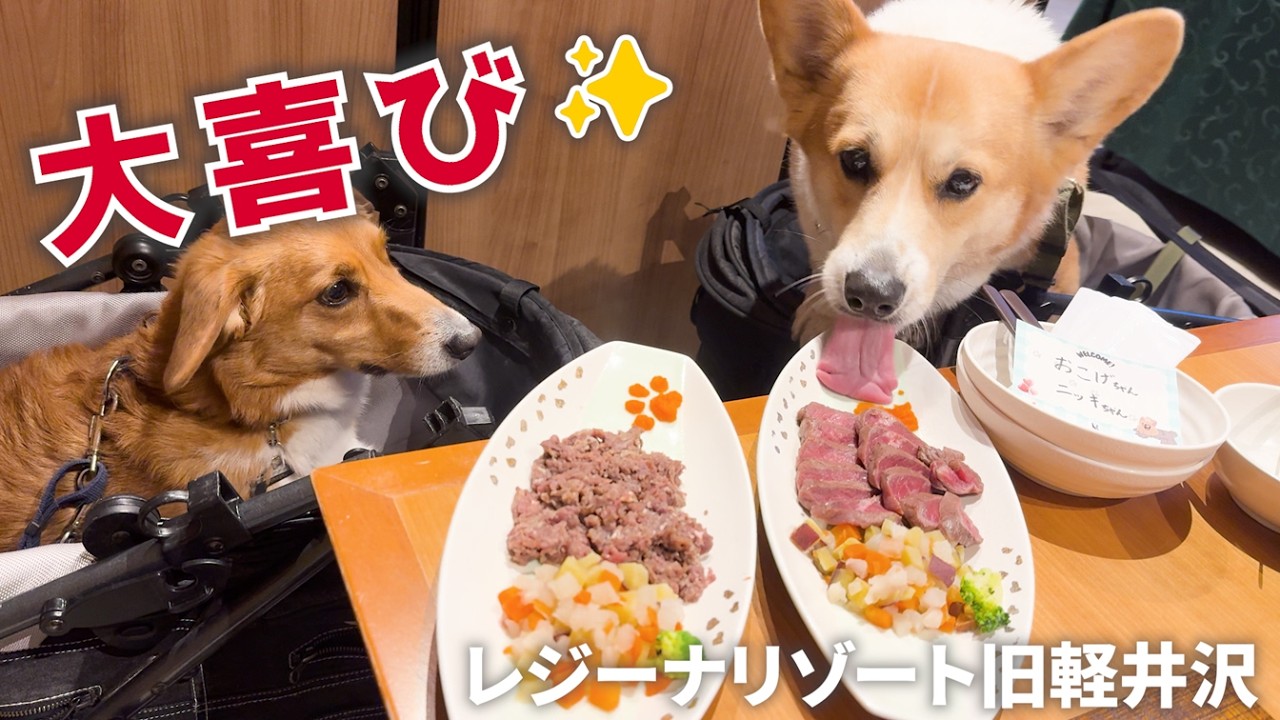 レジーナリゾート旧軽井沢が最高すぎて大興奮のコーギー犬